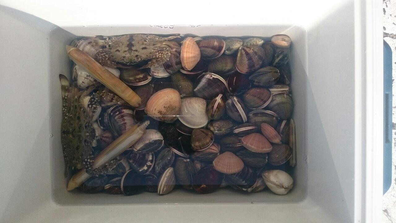17 5 14 日 三重潮干狩り ハマグリ アサリ マテガイ 漁馬がゆく アラフィフリーマンからの釣り キャンプ ダイビング情報